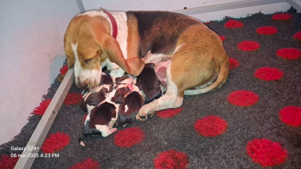 LES BEBES DE TOOTSIE SONT ARRIVES