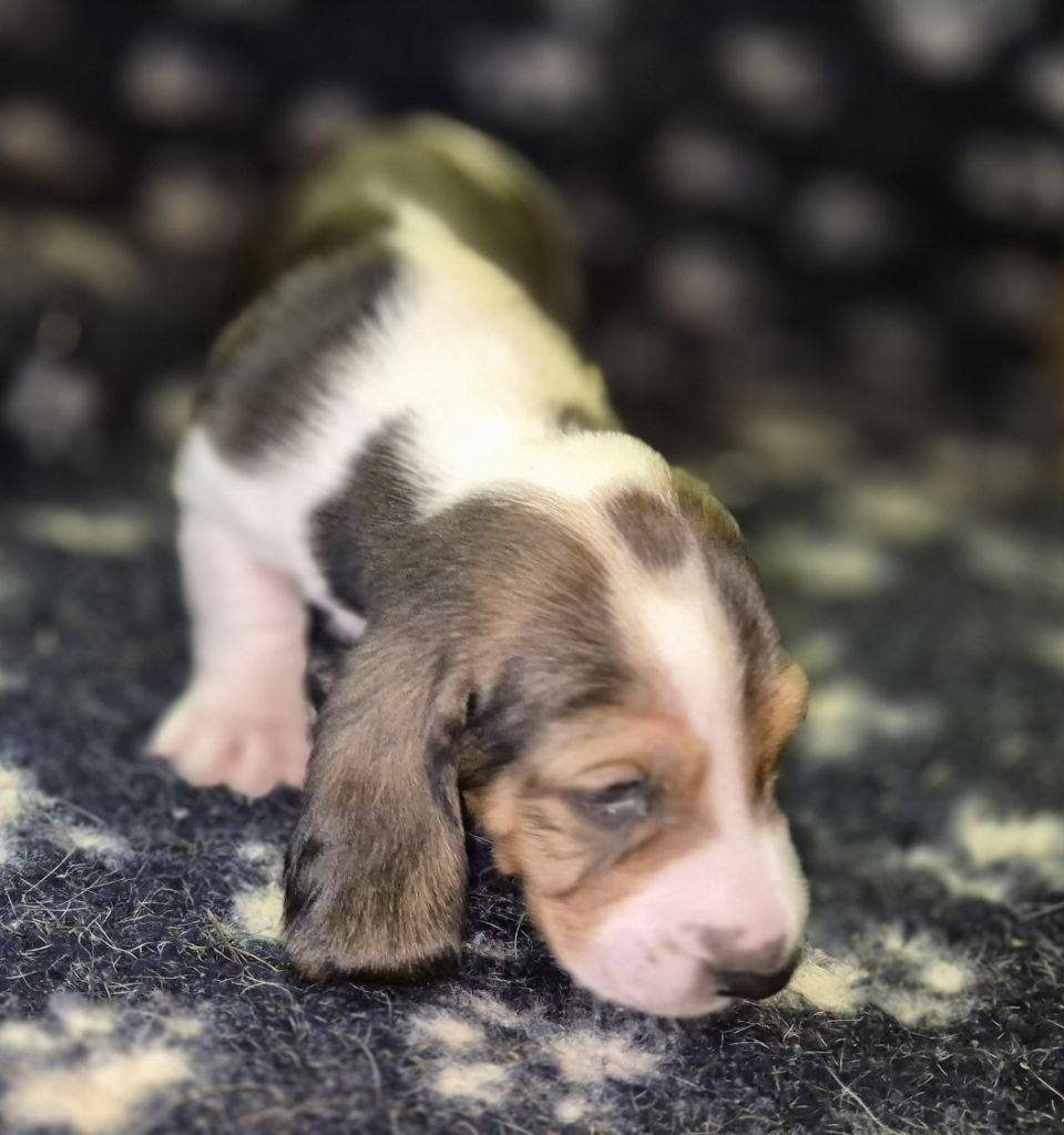 du cheval du marquet - Chiots disponibles - Basset Artesien Normand