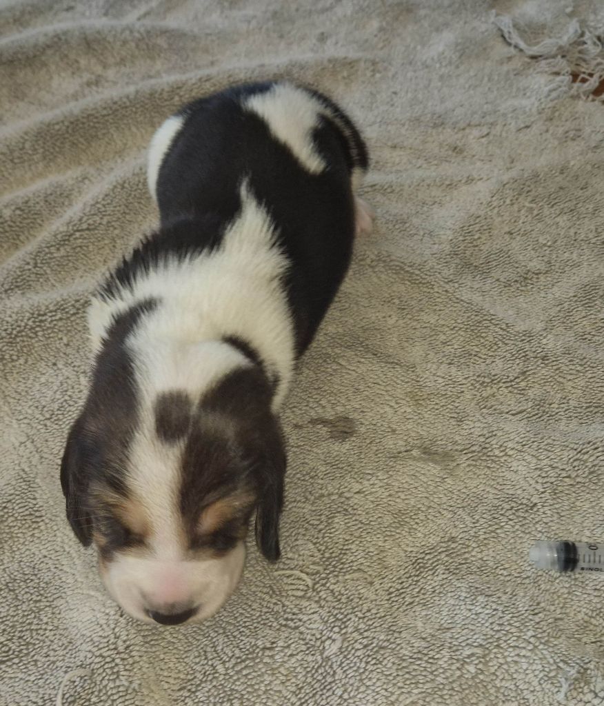 du cheval du marquet - Chiots disponibles - Basset Artesien Normand