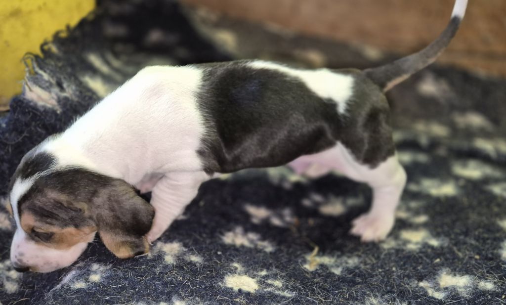 du cheval du marquet - Chiots disponibles - Basset Artesien Normand
